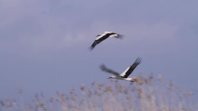 White storks flying  in hula valley Beautiful shot of White stork flying in hula valley