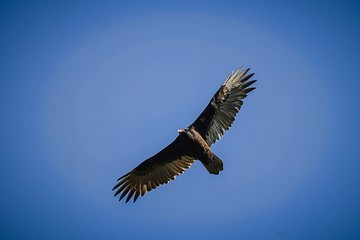 Buzzing Buzzard