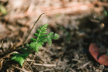 Dicranopteris linearis (Burm.f.) Underw. At Phukradung National Park, Loei.