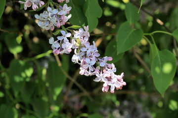 Blooming beautiful lilac in spring