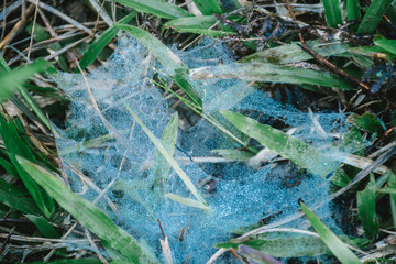 Cobweb on the grass in the morning at forest.