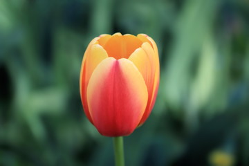 Fototapeta premium Beautiful spring blooming tulip