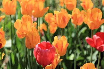 Beautiful tulips blooming in spring