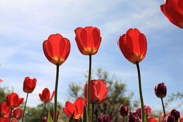 Beautiful tulips blooming in spring