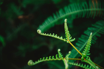 Dicranopteris linearis (Burm.f.) Underw. At Phukradung National Park, Loei.