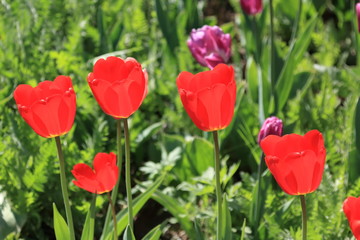 Obraz premium Beautiful tulips blooming in spring