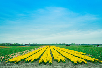 Beau champ de tulipes en Hollande. Fleurs colorées au printemps.