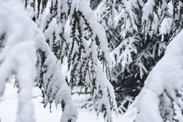Pine tree covered with snow. Winter in the city, fir tree with snow