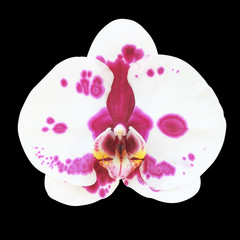 White orchid isolated on black background