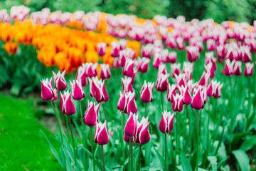 Bulbes de tulipes, jardin Keukenhof, Hollande. Fleurs colorées au printemps.