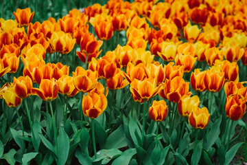 Bulbes de tulipes, jardin Keukenhof, Hollande. Fleurs colorées au printemps.