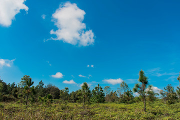 Obraz premium Nature views and sky at Phukradueng National Park, Loei.