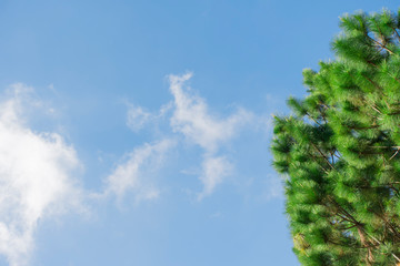 Obraz premium Pinus kesiya on the morning and sky blue beautiful at the forest.