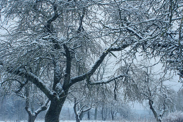 Mistic landscape with frozy trees . Dreaming concept. Beautiful winter nature