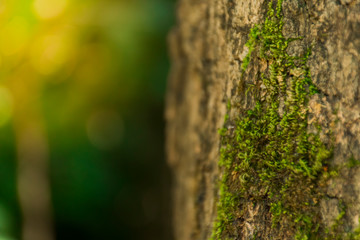 Moss stay on the tree in the morning at forest.