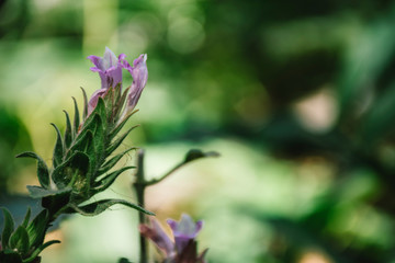Mansoa alliacea plans on the morning at Phu Kradung National Park, Loei