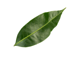 Citrus leaves on white background. (clipping path)