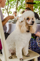 Portrait of Toy Poodle