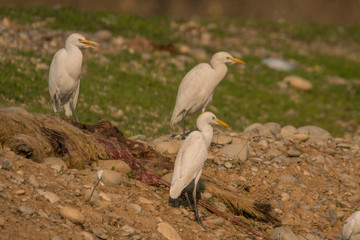  Cattle Egret / Bubulcus ibis