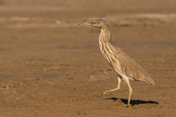 Indian Pond Heron / Ardeola grayii