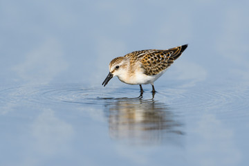 トウネン(red-necked stint)
