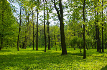 alley in the park, Tarnobrzeg, Poland