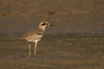 Fototapeta premium Great Stone-curlew / Esacus recurvirostris