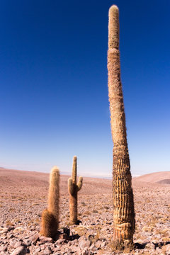 Very tall cactus in Valle de los Cactus / Guatin Valley near San Pedro de Atacama in Chile