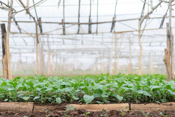 Kailaan organic vegetables plots in Thailand.