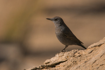 Blue Rock Thrush / Monticola solitarius
