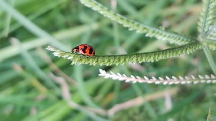 Ladybug relaxing on top of grass.