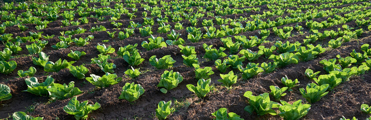 Panoramic organic seedling or sapling lettuces in the field, lettuce cultivation, green leaves