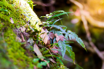 Fern and Moss stay on the rock in the morning at Phudueng National Park, Loei.