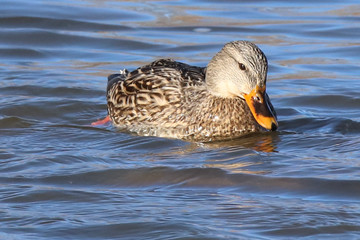 female mallard duck in the water
