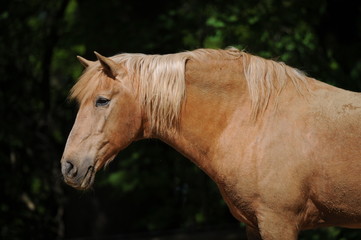 Fototapeta premium Stallion portrait