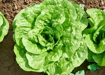organic seedling or sapling lettuces in the field, lettuce cultivation, green leaves