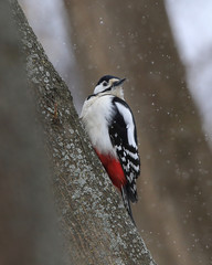 Great spotted woodpecker on a tree at winter day with snow