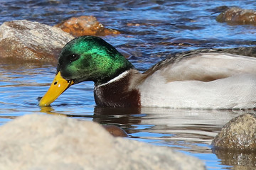 mallard duck
