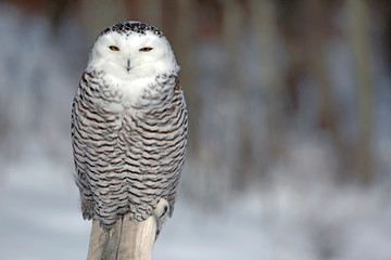 Snowy Owl hunting in winter meadow, perched on wooden post, background blurred, copy space.