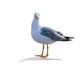 sea gull standing on his feet.