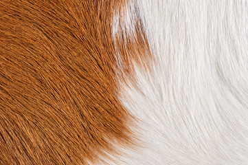 brown and white real cow skin texture background