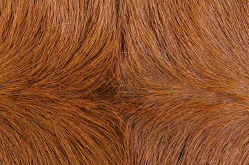 Cow fur close up
