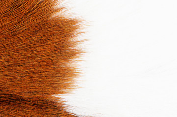 cow skin texture