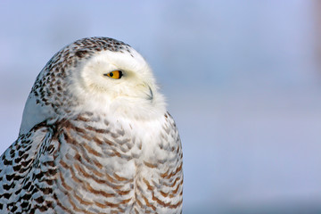Close up Headshot of Snowy Owl hunting in winter, profile view, blue sky background.