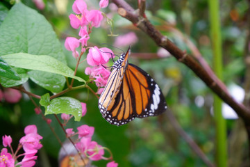 Close-up butterfly on flower in garden; Common tiger butterfly , Monarch butterfly.