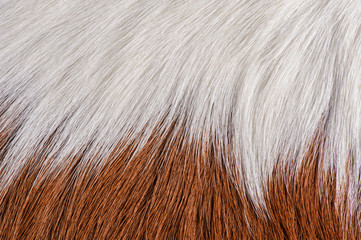 Real brown and white cow hide.