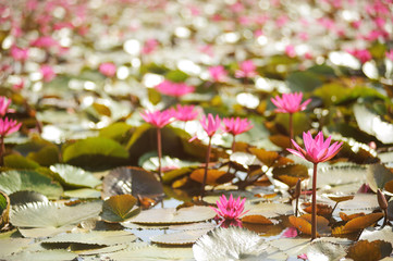 Red lotus blooming field in the lake Ayutthaya.Thialand