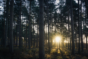 Sunrise in the forest. Early morning light in woodlands