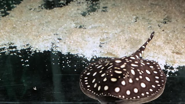 Stingrays Potamotrygon Leopoldi named Black Diamond eating the frozen fish with dark background and sand