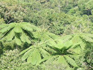parc des Grandes fougères